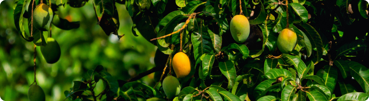 Mangoes on a tree, illustrating the MANGOS acronym used by two new AI ETFs