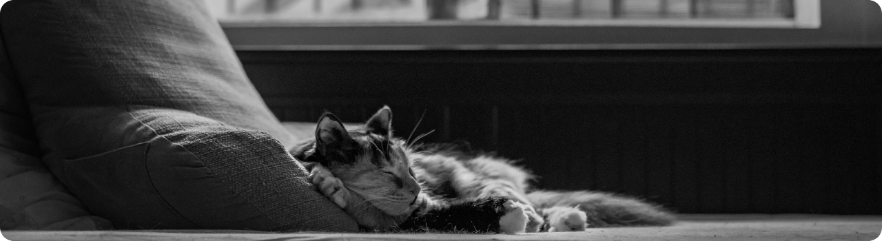 A contented cat asleep on a sofa, presumably unaware it has inspired a leveraged ETF.