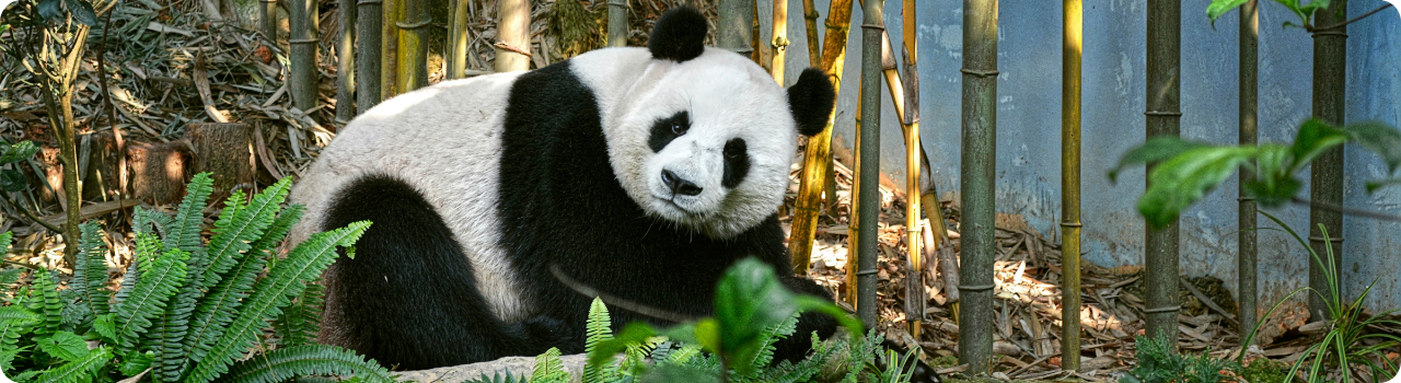 Giant panda seated in a bamboo enclosure — the national mascot behind BNP Paribas Easy's PANDA ticker.