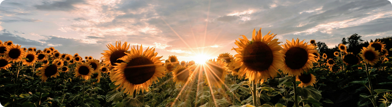 A field of sunflowers in bloom, all facing the sun as it sets low on the horizon under a cloudy sky.